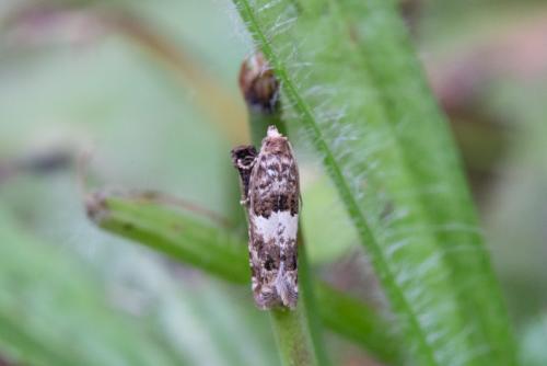 Epiblema graphana
